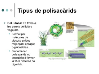 Tipus de polisacàrids <ul><li>Cel·lulosa:  Es troba a les parets cel·lulars vegetals.  </li></ul><ul><ul><li>Format per mo...