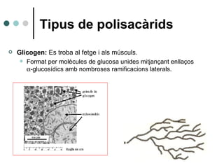 Tipus de polisacàrids <ul><li>Glicogen:  Es troba al fetge i als músculs.  </li></ul><ul><ul><li>Format per molècules de g...