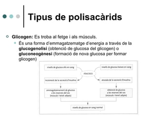 Tipus de polisacàrids <ul><li>Glicogen:  Es troba al fetge i als músculs.  </li></ul><ul><ul><li>És una forma d’emmagatzem...