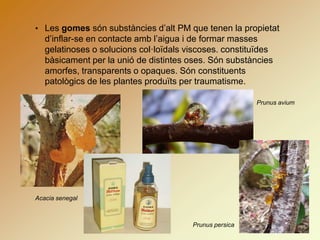 • Les gomes són substàncies d’alt PM que tenen la propietat
d’inflar-se en contacte amb l’aigua i de formar masses
gelatinoses o solucions col·loïdals viscoses. constituïdes
bàsicament per la unió de distintes oses. Són substàncies
amorfes, transparents o opaques. Són constituents
patològics de les plantes produïts per traumatisme.
Acacia senegal
Prunus avium
Prunus persica
 