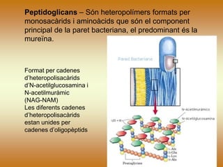 Peptidoglicans – Són heteropolímers formats per
monosacàrids i aminoàcids que són el component
principal de la paret bacteriana, el predominant és la
mureïna.
Format per cadenes
d’heteropolisacàrids
d’N-acetilglucosamina i
N-acetilmuràmic
(NAG-NAM)
Les diferents cadenes
d’heteropolisacàrids
estan unides per
cadenes d’oligopèptids
 