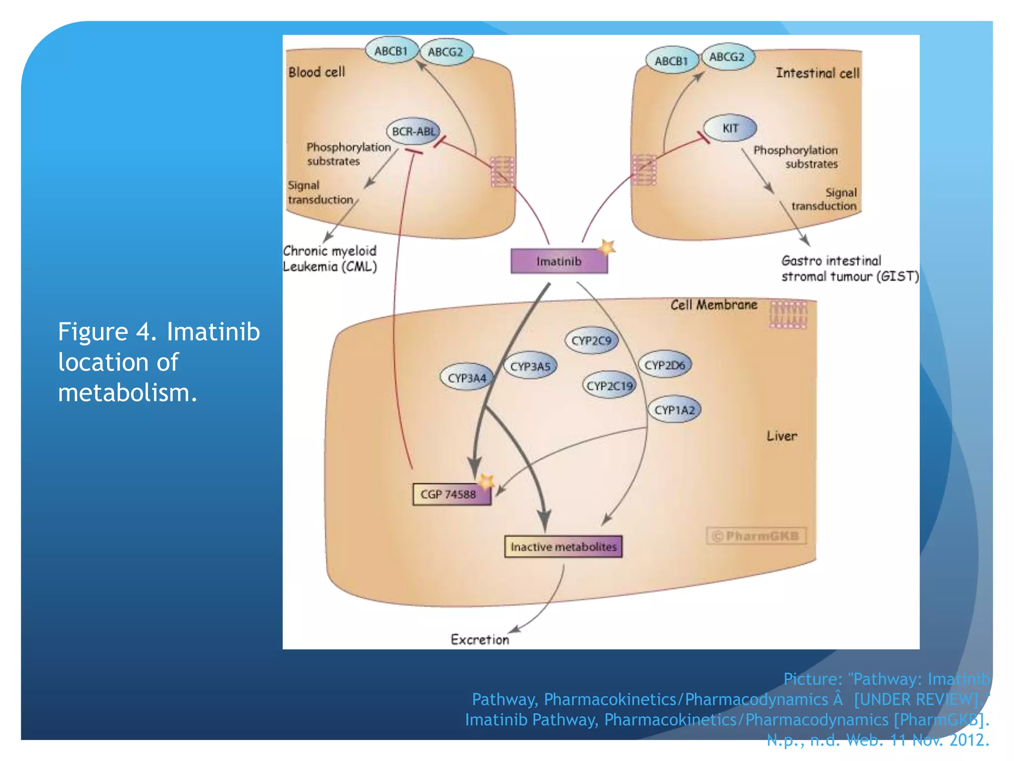 Figure 4. Imatinib
location of
metabolism.




                                                            Picture: "Pathway: Imatinib
                      Pathway, Pharmacokinetics/Pharmacodynamics Â [UNDER REVIEW]."
                     Imatinib Pathway, Pharmacokinetics/Pharmacodynamics [PharmGKB].
                                                          N.p., n.d. Web. 11 Nov. 2012.
 