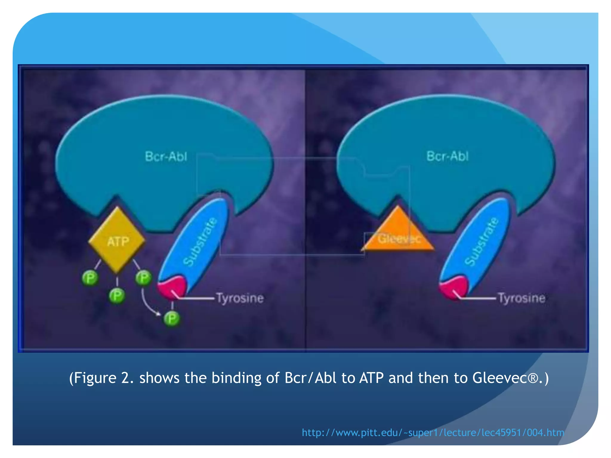 (Figure 2. shows the binding of Bcr/Abl to ATP and then to Gleevec®.)


                                 http://www.pitt.edu/~super1/lecture/lec45951/004.htm
 