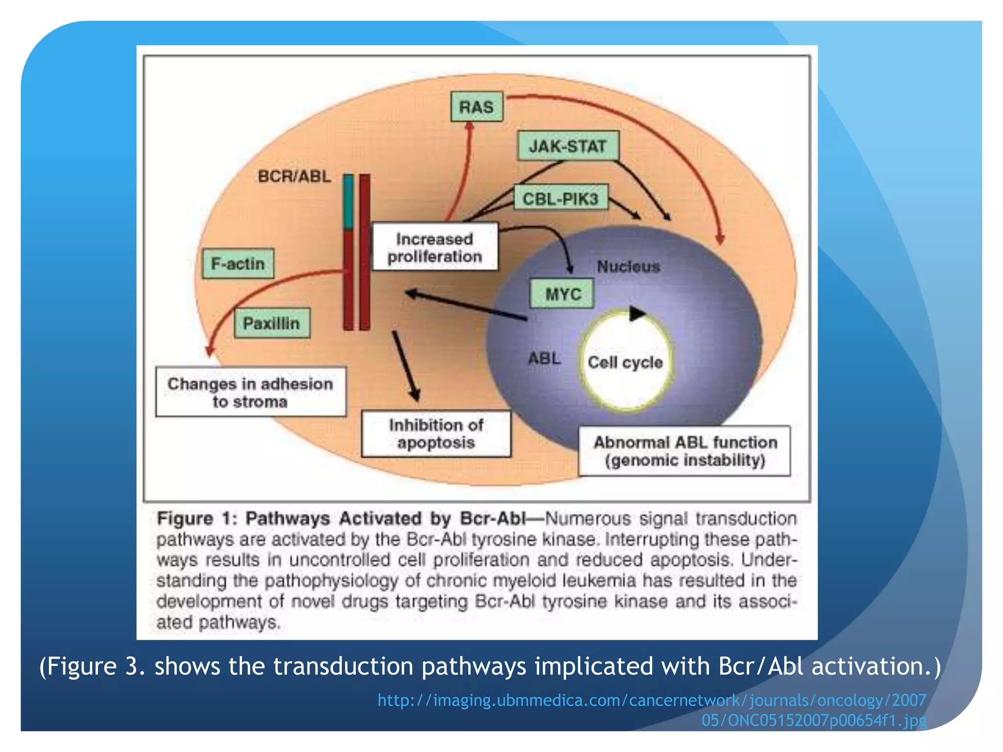 (Figure 3. shows the transduction pathways implicated with Bcr/Abl activation.)
                             http://imaging.ubmmedica.com/cancernetwork/journals/oncology/2007
                                                                   05/ONC05152007p00654f1.jpg
 