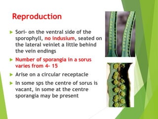 Reproduction
 Sori- on the ventral side of the
sporophyll, no indusium, seated on
the lateral veinlet a little behind
the vein endings
 Number of sporangia in a sorus
varies from 4- 15
 Arise on a circular receptacle
 In some sps the centre of sorus is
vacant, in some at the centre
sporangia may be present
 