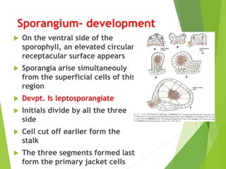 Sporangium- development
 On the ventral side of the
sporophyll, an elevated circular
receptacular surface appears
 Sporangia arise simultaneouly
from the superficial cells of this
region
 Devpt. Is leptosporangiate
 Initials divide by all the three
side
 Cell cut off earlier form the
stalk
 The three segments formed last
form the primary jacket cells
 