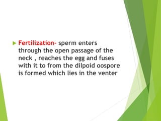  Fertilization- sperm enters
through the open passage of the
neck , reaches the egg and fuses
with it to from the dilpoid oospore
is formed which lies in the venter
 