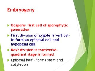 Embryogeny
 Oospore- first cell of sporophytic
generation
 First division of zygote is vertical-
to form an epibasal cell and
hypobasal cell
 Next division is transverse-
quadrant stage is formed
 Epibasal half – forms stem and
cotyledon
 