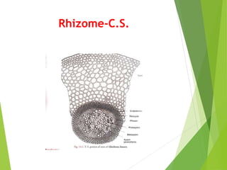 Rhizome-C.S.
 