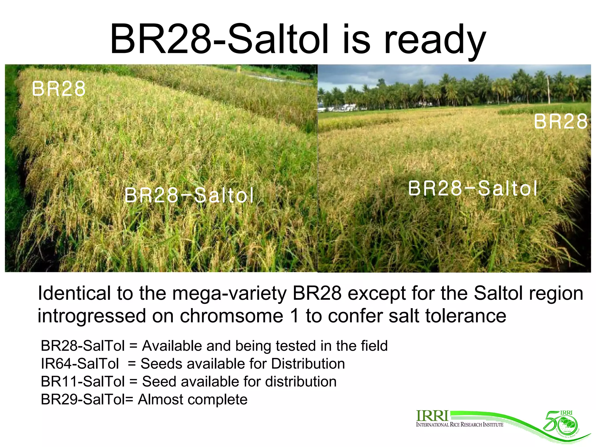 BR28-Saltol is ready BR28 BR28-Saltol BR28 BR28-Saltol Identical to the mega-variety BR28 except for the Saltol region introgressed on chromsome 1 to confer salt tolerance BR28-SalTol = Available and being tested in the field IR64-SalTol  = Seeds available for Distribution BR11-SalTol = Seed available for distribution BR29-SalTol= Almost complete 