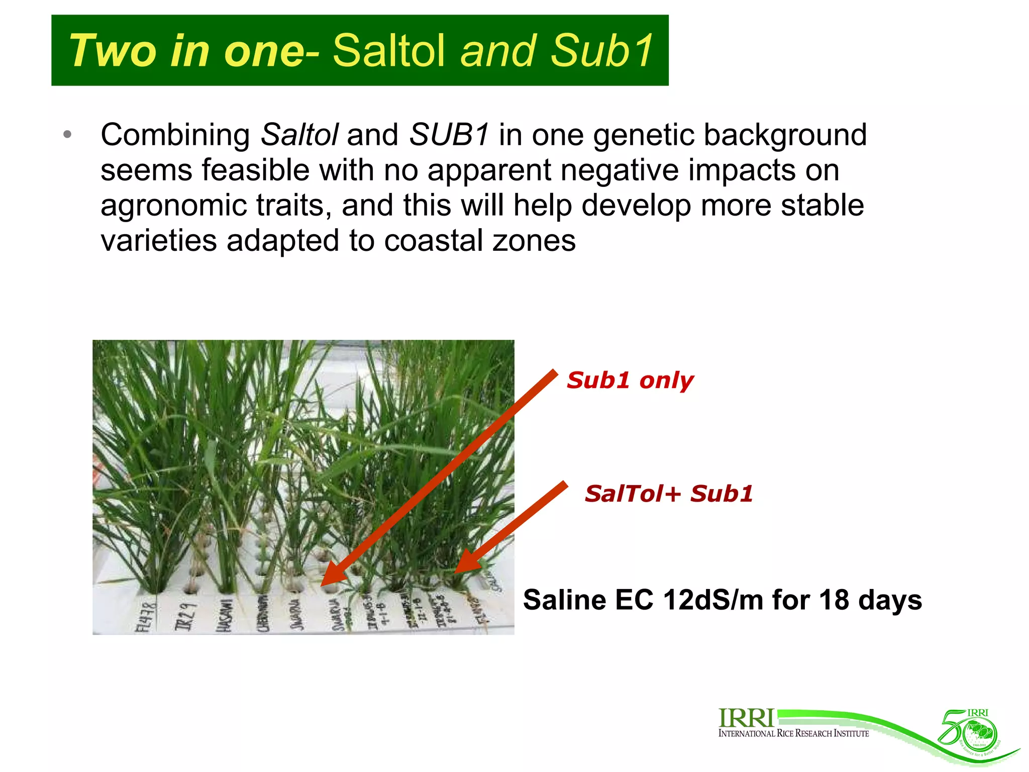 Two in one -  Saltol  and Sub1 Combining  Saltol  and  SUB1  in one genetic background seems feasible with no apparent negative impacts on agronomic traits, and this will help develop more stable varieties adapted to coastal zones SalTol+ Sub1 Sub1 only Saline EC 12dS/m for 18 days 