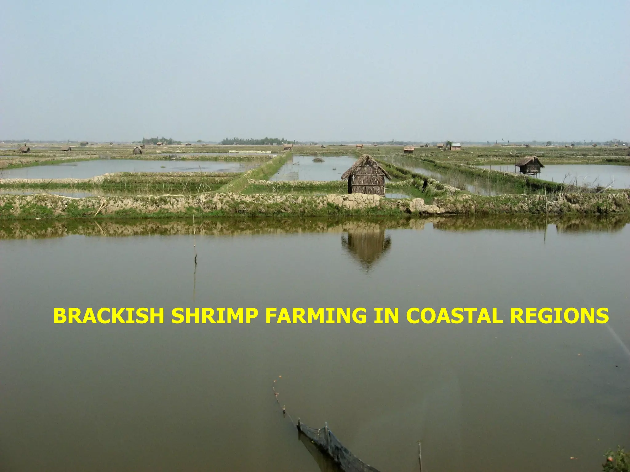 Area of shrimp farming BRACKISH SHRIMP FARMING IN COASTAL REGIONS 