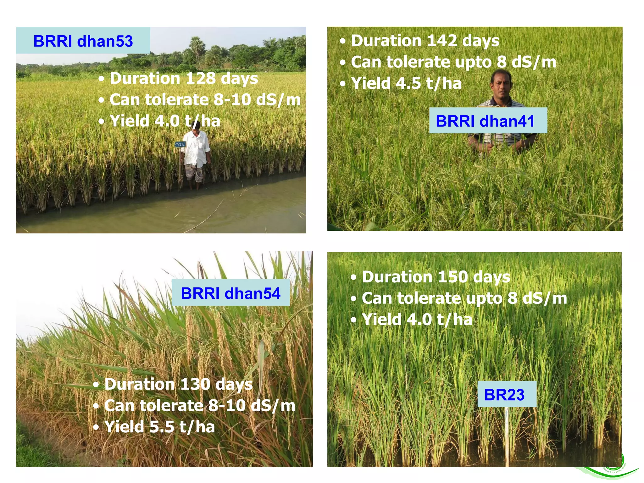 BRRI dhan53 BRRI dhan54 BR23 BRRI dhan41 Duration 128 days Can tolerate 8-10 dS/m Yield 4.0 t/ha Duration 130 days Can tolerate 8-10 dS/m Yield 5.5 t/ha Duration 142 days Can tolerate upto 8 dS/m Yield 4.5 t/ha Duration 150 days Can tolerate upto 8 dS/m Yield 4.0 t/ha 