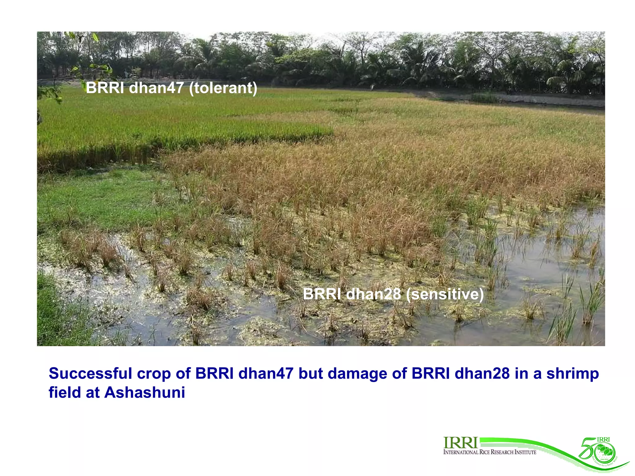 BRRI dhan28 (sensitive) BRRI dhan47 (tolerant) Successful crop of BRRI dhan47 but damage of BRRI dhan28 in a shrimp field at Ashashuni 