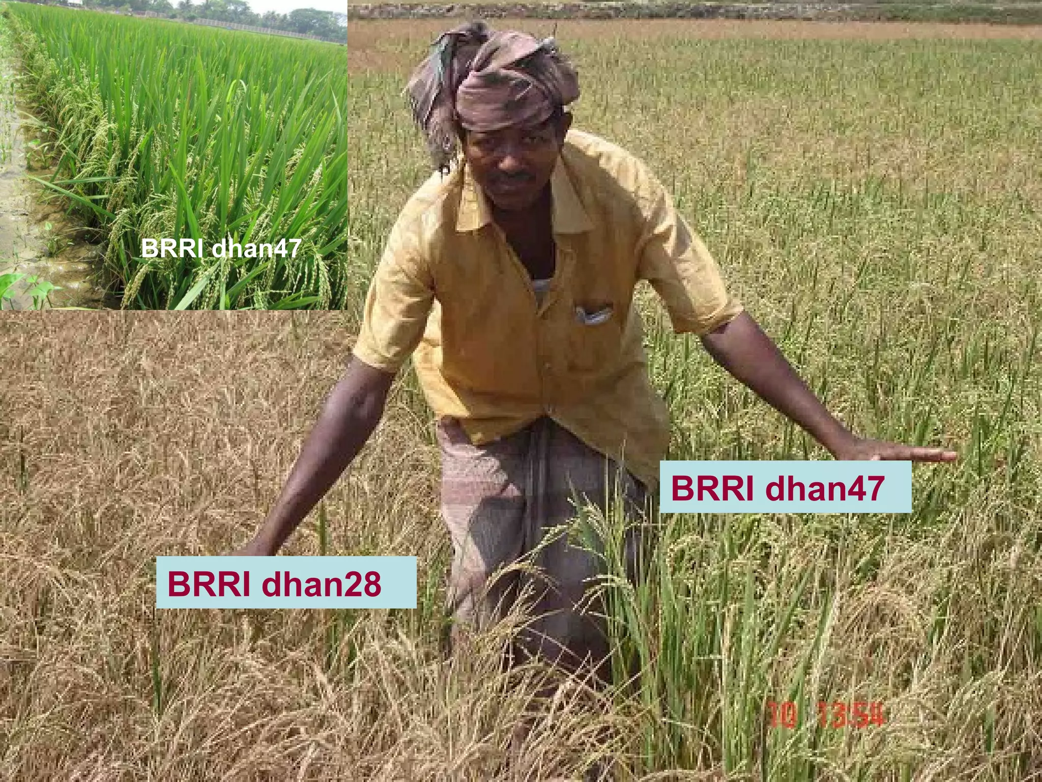 BRRI dhan47  BRRI dhan28  BRRI dhan47 