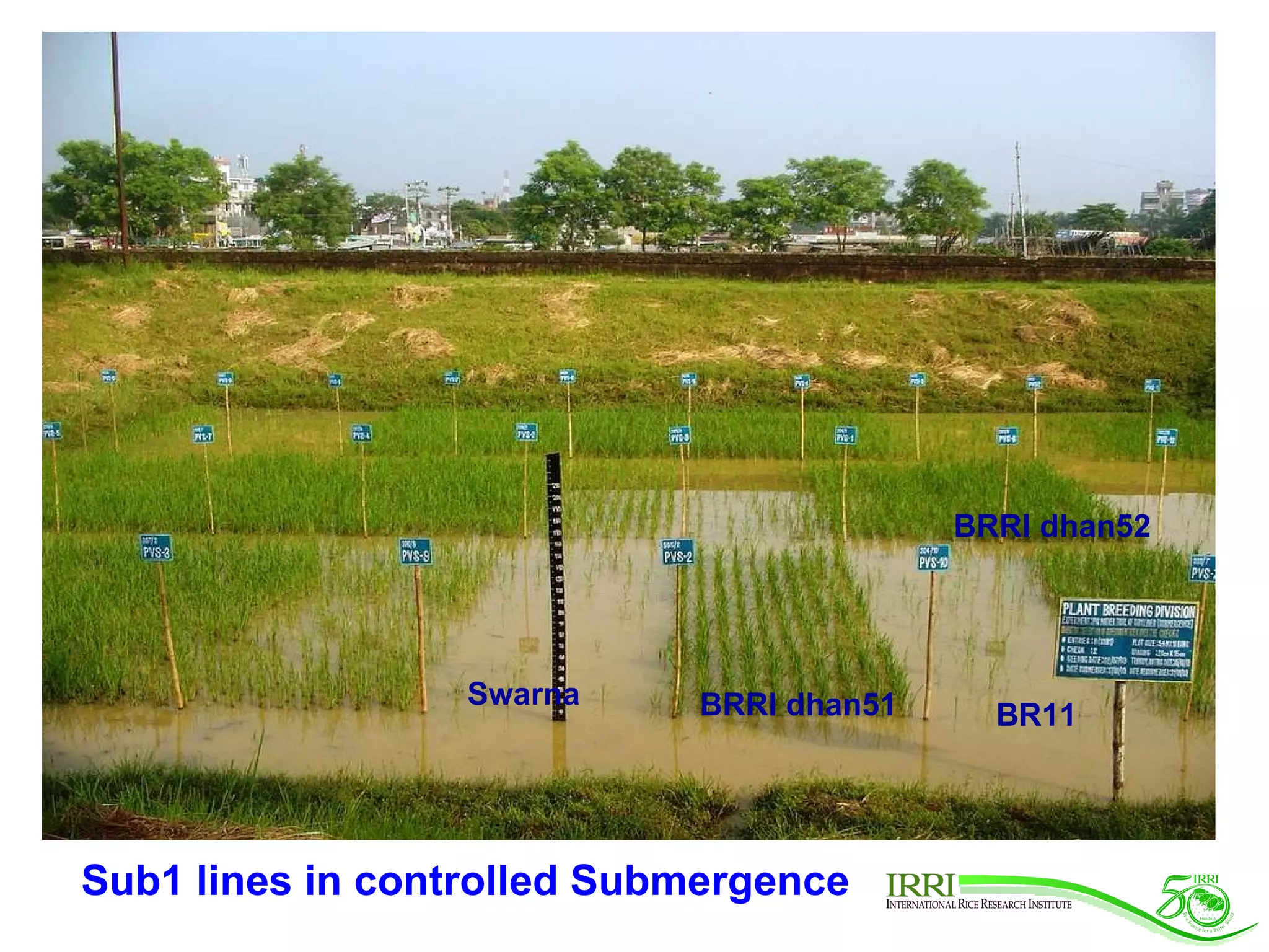 Sub1 lines in controlled Submergence Swarna BRRI dhan51 BR11 BRRI dhan52 