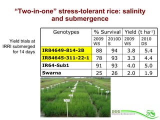 Rice Varieties with Higher Yield and Stress Tolerant Traits for ...