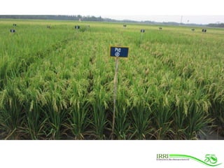 Rice Varieties with Higher Yield and Stress Tolerant Traits for Cropping System Intensification of the Coastal Ganges