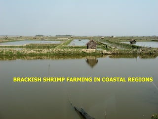 Rice Varieties with Higher Yield and Stress Tolerant Traits for Cropping System Intensification of the Coastal Ganges