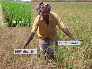 Rice Varieties with Higher Yield and Stress Tolerant Traits for Cropping System Intensification of the Coastal Ganges