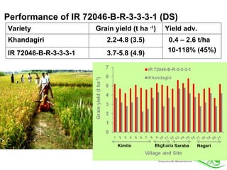 Rice Varieties with Higher Yield and Stress Tolerant Traits for Cropping System Intensification of the Coastal Ganges