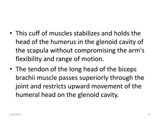 • This cuff of muscles stabilizes and holds the
head of the humerus in the glenoid cavity of
the scapula without compromising the arm's
flexibility and range of motion.
• The tendon of the long head of the biceps
brachii muscle passes superiorly through the
joint and restricts upward movement of the
humeral head on the glenoid cavity.
2/10/2014

16

 