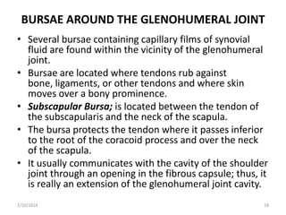 BURSAE AROUND THE GLENOHUMERAL JOINT
• Several bursae containing capillary films of synovial
fluid are found within the vicinity of the glenohumeral
joint.
• Bursae are located where tendons rub against
bone, ligaments, or other tendons and where skin
moves over a bony prominence.
• Subscapular Bursa; is located between the tendon of
the subscapularis and the neck of the scapula.
• The bursa protects the tendon where it passes inferior
to the root of the coracoid process and over the neck
of the scapula.
• It usually communicates with the cavity of the shoulder
joint through an opening in the fibrous capsule; thus, it
is really an extension of the glenohumeral joint cavity.
2/10/2014

18

 
