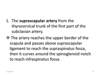 1. The suprascapular artery from the
thyrocervical trunk of the first part of the
subclavian artery.
 The artery reaches the upper border of the
scapula and passes above suprascapular
ligament to reach the supraspinatus fossa,
then it curves around the spinoglenoid notch
to reach infraspinatus fossa.
2/10/2014

27

 