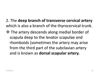2. The deep branch of transverse cervical artery
which is also a branch of the thyrocervical trunk.
 The artery descends along medial border of
scapula deep to the levator scapulae and
rhomboids (sometimes the artery may arise
from the third part of the subclavian artery
and is known as dorsal scapular artery.

2/10/2014

28

 