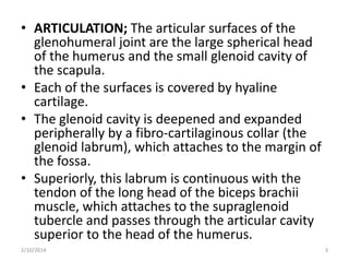 • ARTICULATION; The articular surfaces of the
glenohumeral joint are the large spherical head
of the humerus and the small glenoid cavity of
the scapula.
• Each of the surfaces is covered by hyaline
cartilage.
• The glenoid cavity is deepened and expanded
peripherally by a fibro-cartilaginous collar (the
glenoid labrum), which attaches to the margin of
the fossa.
• Superiorly, this labrum is continuous with the
tendon of the long head of the biceps brachii
muscle, which attaches to the supraglenoid
tubercle and passes through the articular cavity
superior to the head of the humerus.
2/10/2014

3

 