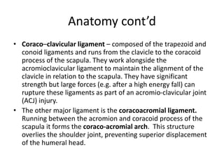Anatomy cont’d
• Coraco–clavicular ligament – composed of the trapezoid and
conoid ligaments and runs from the clavicle to the coracoid
process of the scapula. They work alongside the
acromioclavicular ligament to maintain the alignment of the
clavicle in relation to the scapula. They have significant
strength but large forces (e.g. after a high energy fall) can
rupture these ligaments as part of an acromio-clavicular joint
(ACJ) injury.
• The other major ligament is the coracoacromial ligament.
Running between the acromion and coracoid process of the
scapula it forms the coraco-acromial arch. This structure
overlies the shoulder joint, preventing superior displacement
of the humeral head.
 