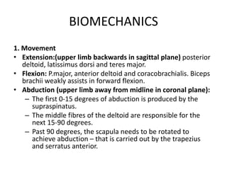 BIOMECHANICS
1. Movement
• Extension:(upper limb backwards in sagittal plane) posterior
deltoid, latissimus dorsi and teres major.
• Flexion: P.major, anterior deltoid and coracobrachialis. Biceps
brachii weakly assists in forward flexion.
• Abduction (upper limb away from midline in coronal plane):
– The first 0-15 degrees of abduction is produced by the
supraspinatus.
– The middle fibres of the deltoid are responsible for the
next 15-90 degrees.
– Past 90 degrees, the scapula needs to be rotated to
achieve abduction – that is carried out by the trapezius
and serratus anterior.
 