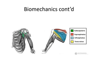 Biomechanics cont’d
 