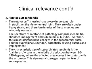 Clinical relevance cont’d
2. Rotator Cuff Tendonitis
• The rotator cuff muscles have a very important role
in stabilizing the glenohumeral joint. They are often under
heavy strain, and therefore injuries of these muscles are
relatively common.
• The spectrum of rotator cuff pathology comprises tendinitis,
shoulder impingement and sub-acromial bursitis. Over time,
this causes degenerative changes in the subacromial bursa
and the supraspinatus tendon, potentially causing bursitis and
impingement.
• The characteristic sign of supraspinatus tendinitis is the
‘painful arc’ – pain in the middle of abduction between 60-
120 degrees, where the affected area comes into contact with
the acromion. This sign may also suggest a partial tear of
supraspinatus.
 