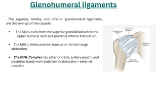 Glenohumeral joint and scapulothoracic joint | PDF