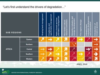 A personal take on forest landscapes restoration in Africa