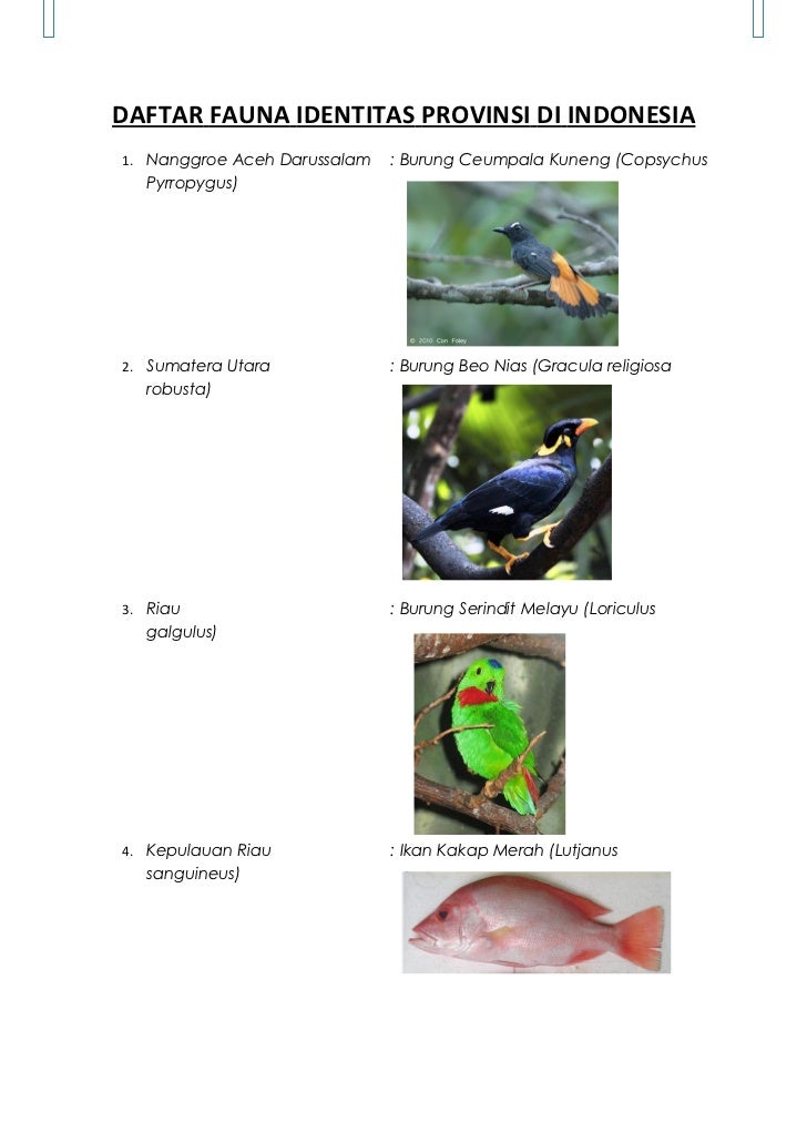  Gambar  Gambar  Hewan Margasatwa Rimba Fauna  Racun Meracuni 