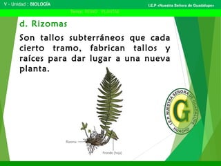 V - Unidad : BIOLOGÍA
Tema: REINO PLANTAE
I.E.P «Nuestra Señora de Guadalupe»
d. Rizomas
Son tallos subterráneos que cada
cierto tramo, fabrican tallos y
raíces para dar lugar a una nueva
planta.
 