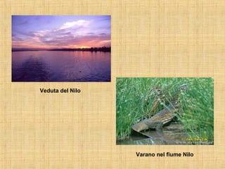 Veduta del Nilo Varano nel fiume Nilo 