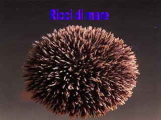 Ricci di mare 