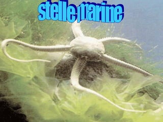 stelle marine 