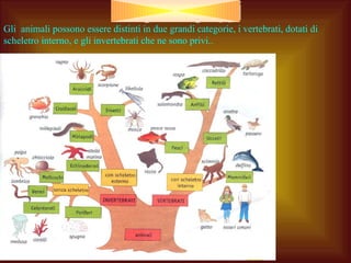 Gli  animali possono essere distinti in due grandi categorie, i vertebrati, dotati di scheletro interno, e gli invertebrati che ne sono privi.. 