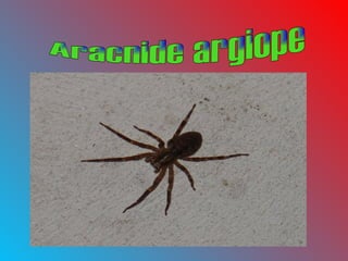 Aracnide argiope 