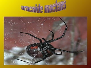 aracnide mactans 