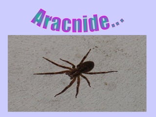 Aracnide... 