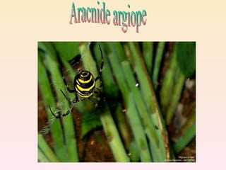 Aracnide argiope 