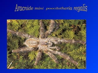 Aracnide mini  poecilotheria regalis 