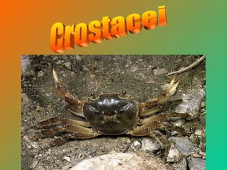 Crostacei 