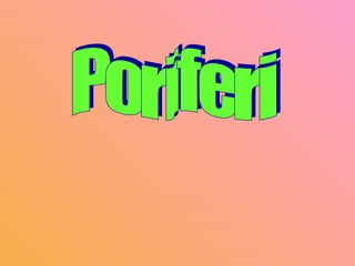Poriferi 