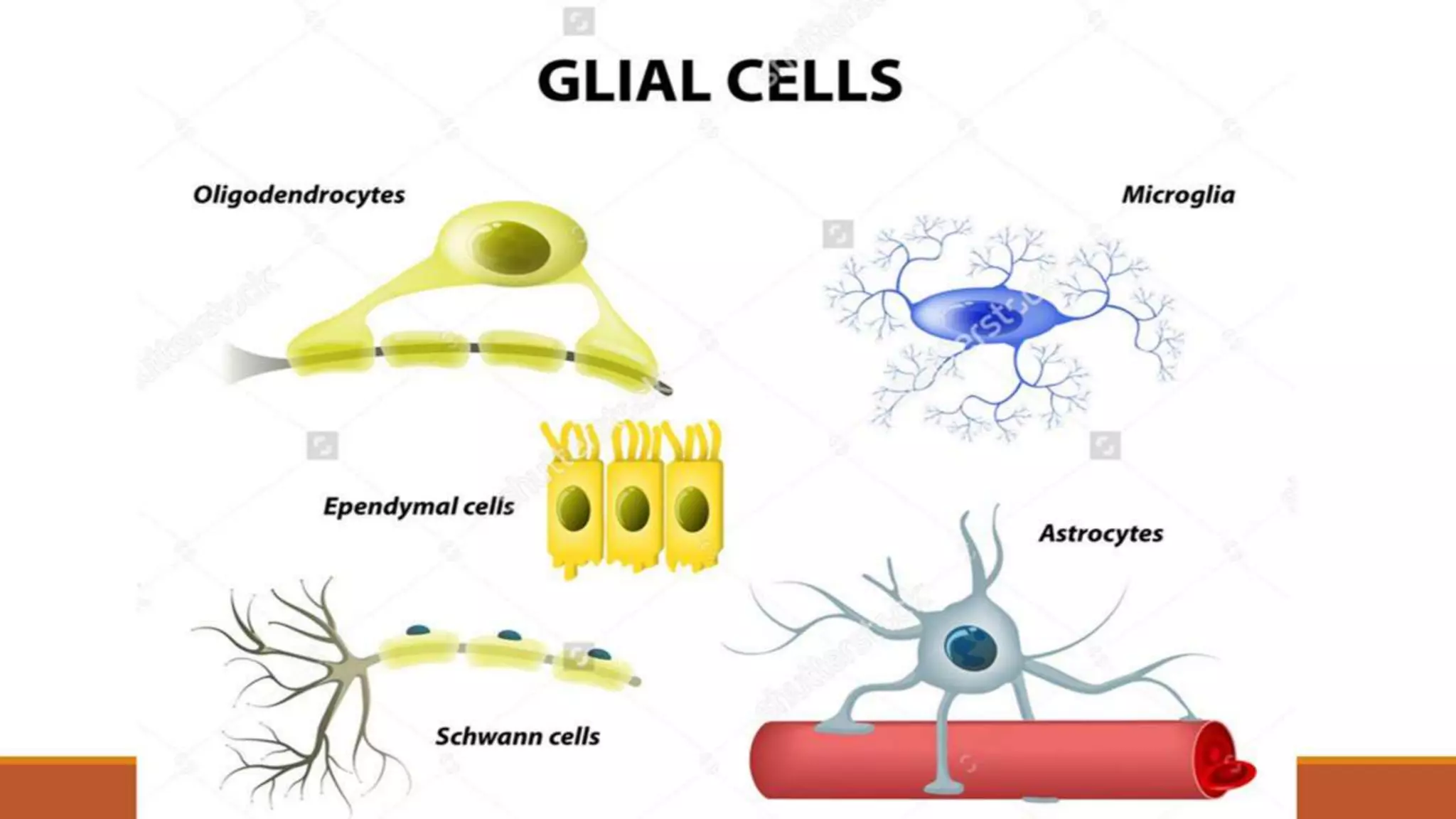 NEUROGLIA CELLS